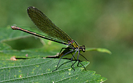 Banded demoiselle (female, Calopteryx splendens)